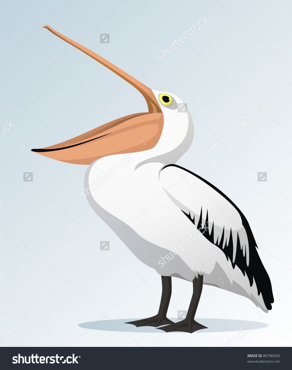 Клюв пеликана