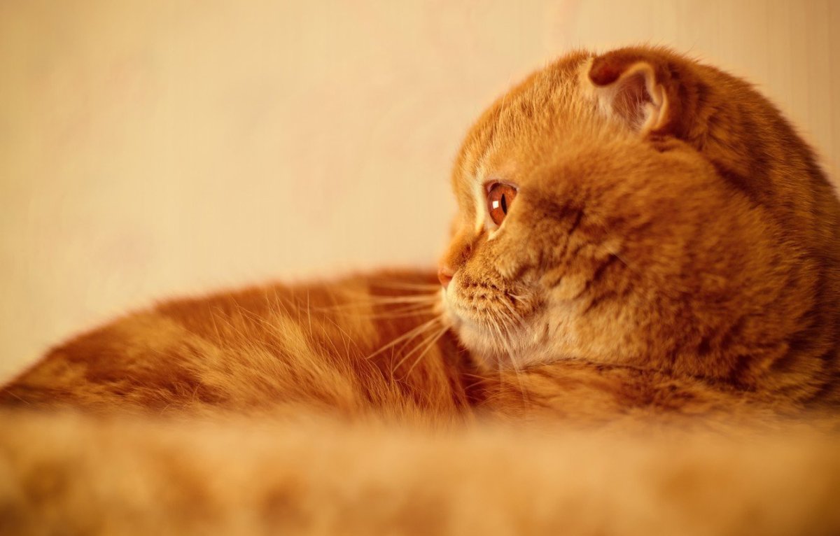 Вислоухий шотландец рыжий