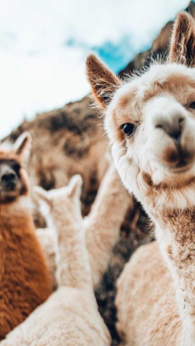 Лапы альпаки