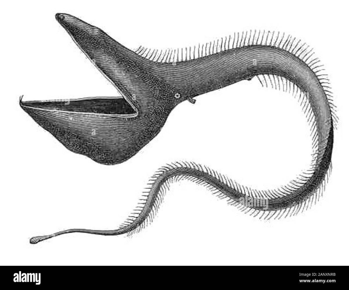 Пеликан сожрал