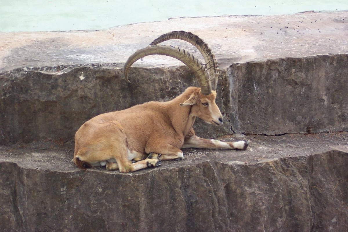 Каменные козлы Франция