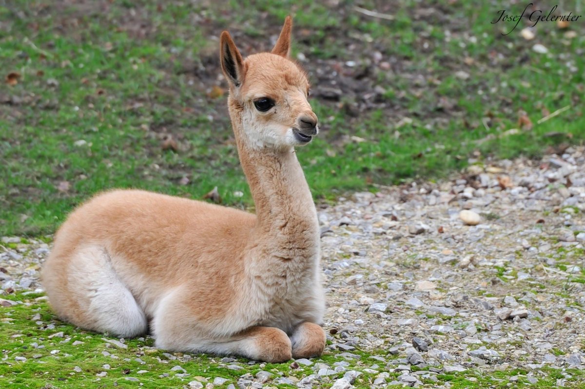 Mother nature animals