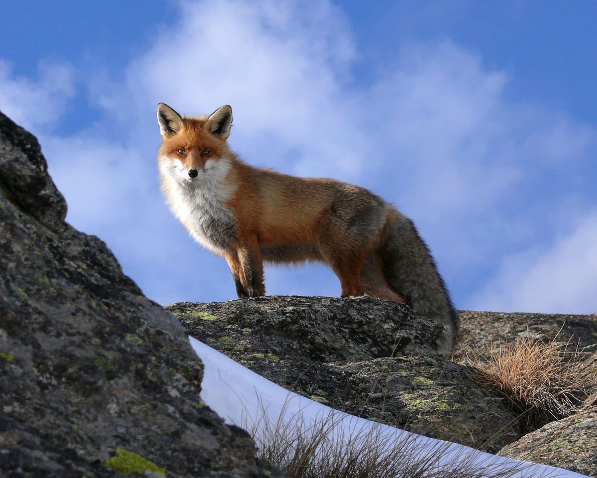 Животный мир Италии