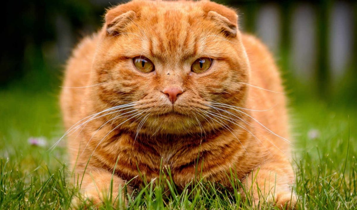 Шотландская вислоухая кошка рыжая