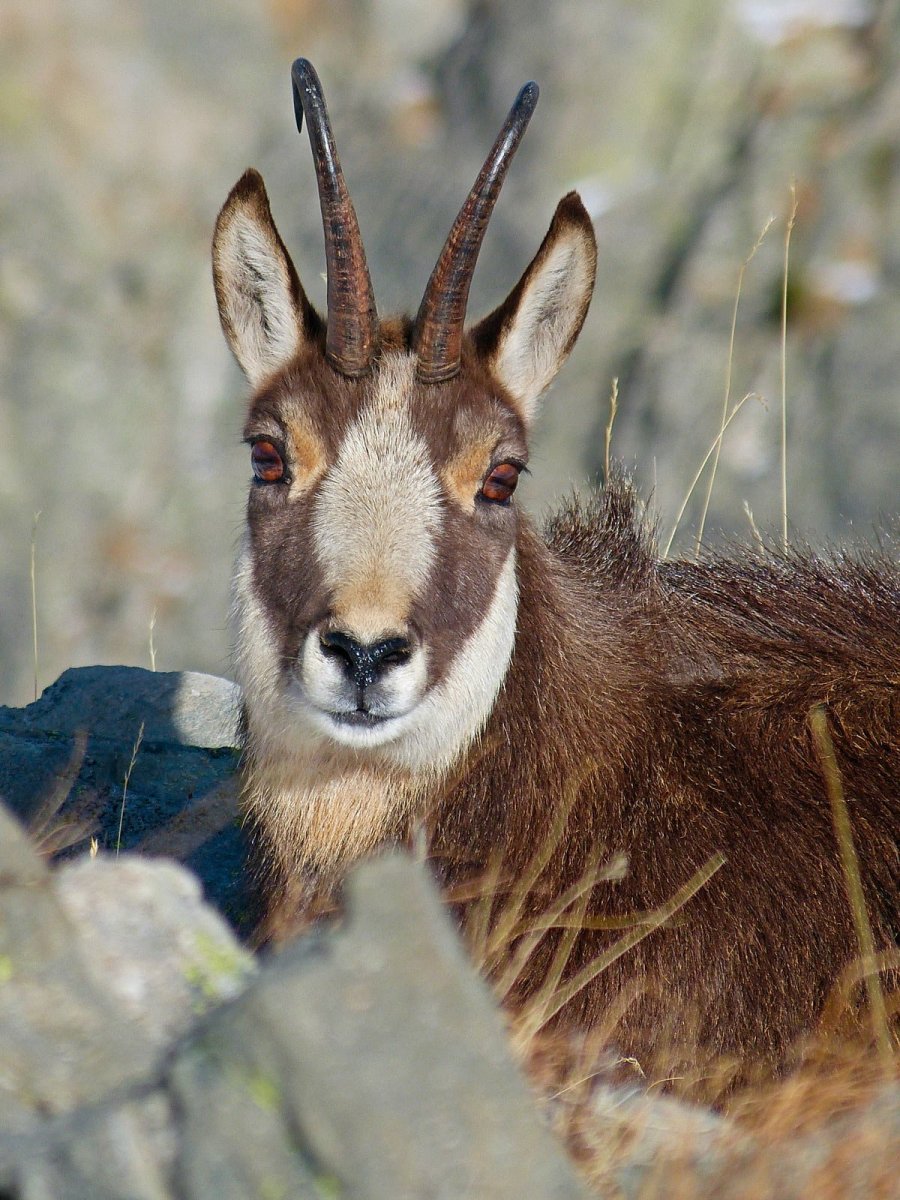 Кавказская Серна