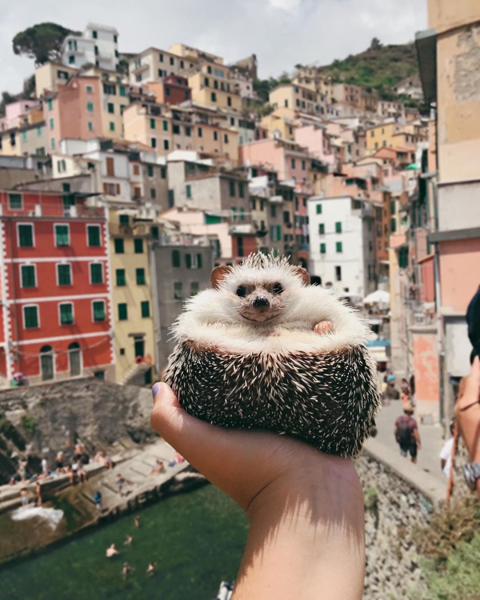 Итальянский Ежик