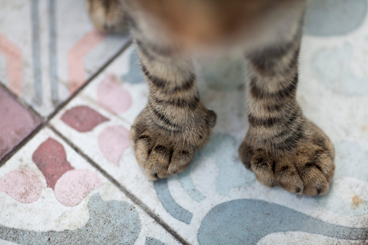 Шестипалый кот Эрнеста Хемингуэя