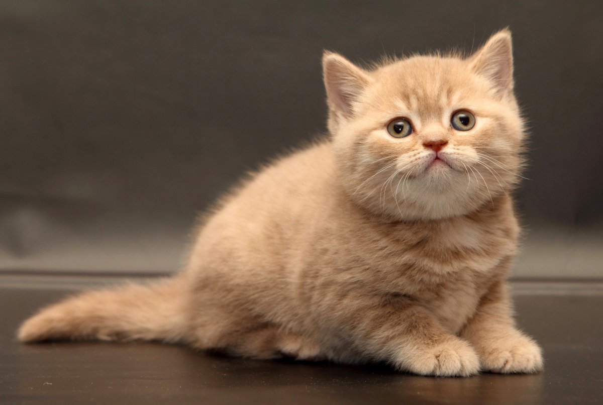 Красный табби Ван