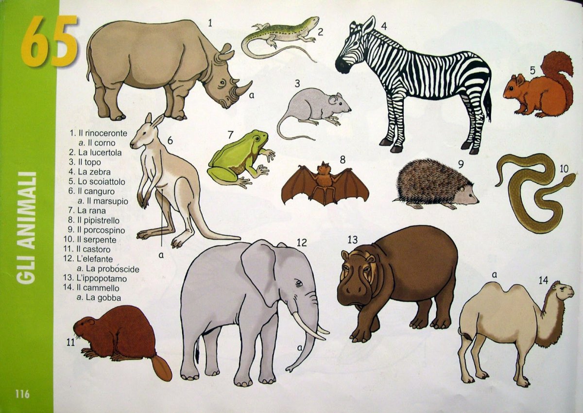 Животные на итальянском языке