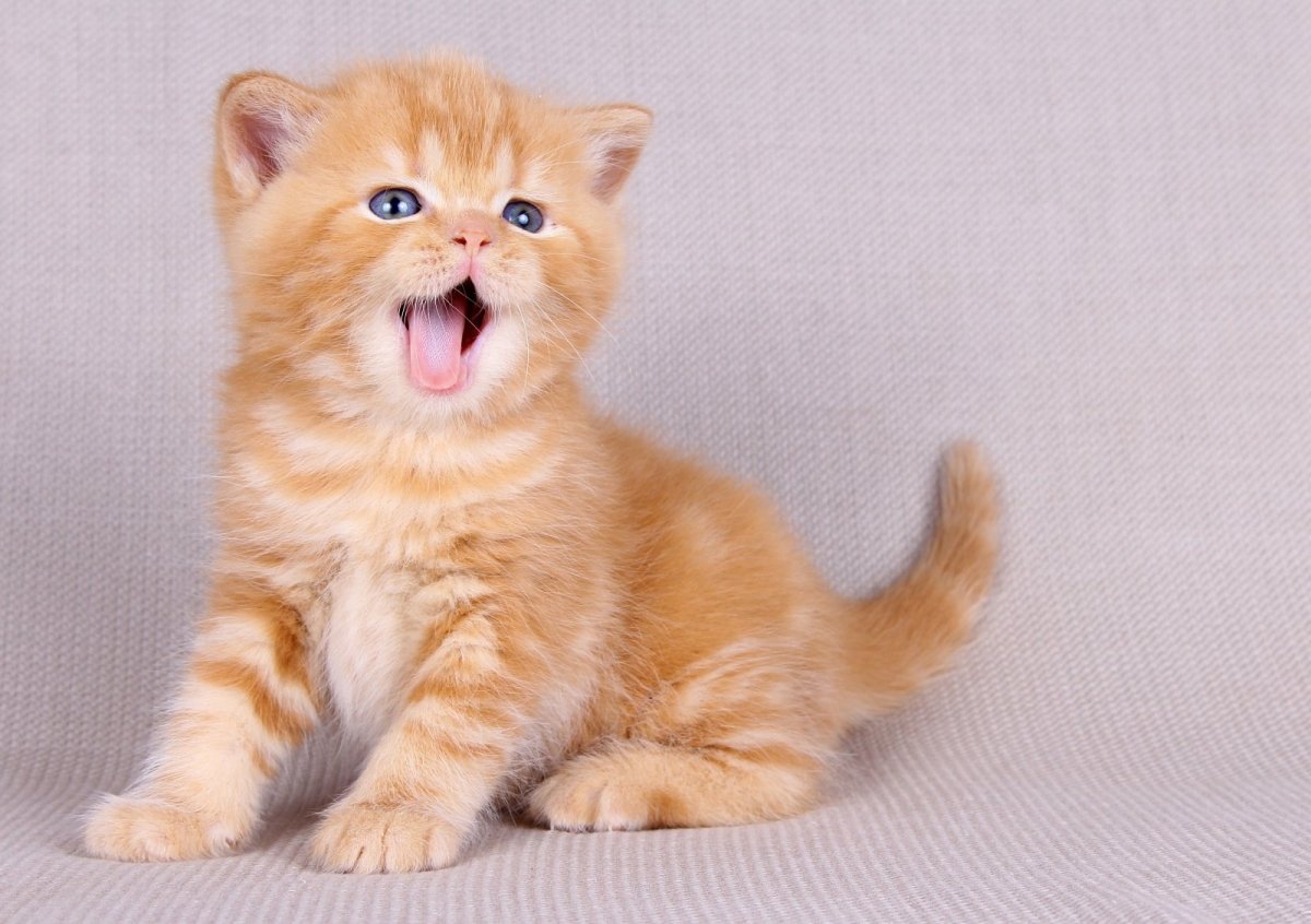 Рыжий британец котенок
