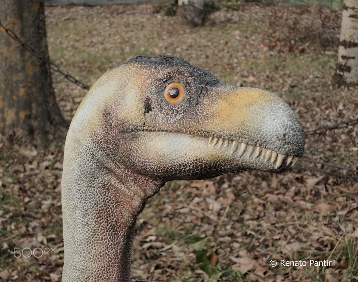 Ornitholestes Hermanni