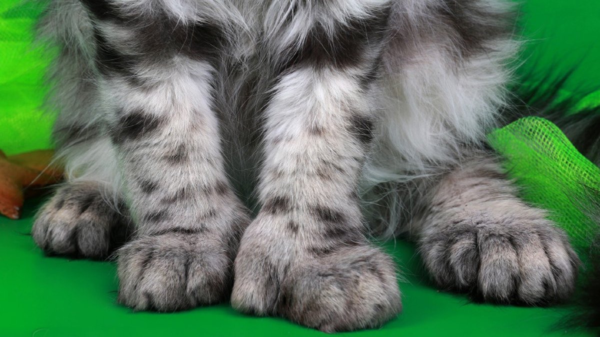 Кот полидакт Мейн кун это что