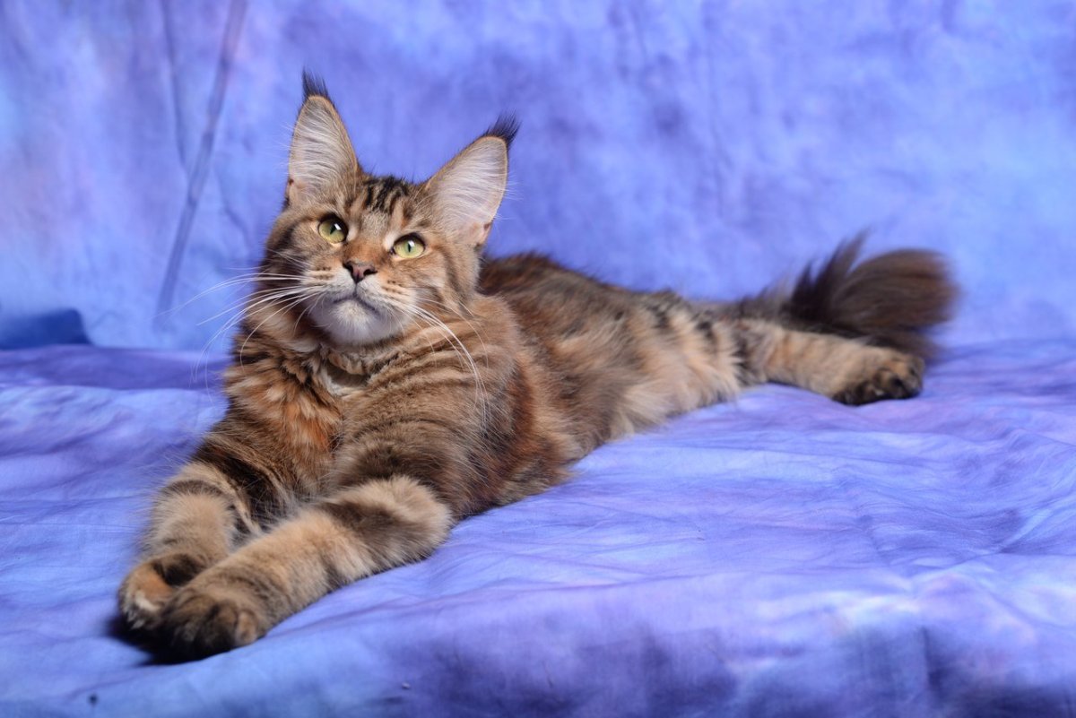 Снимок кошачьей лапы рентген