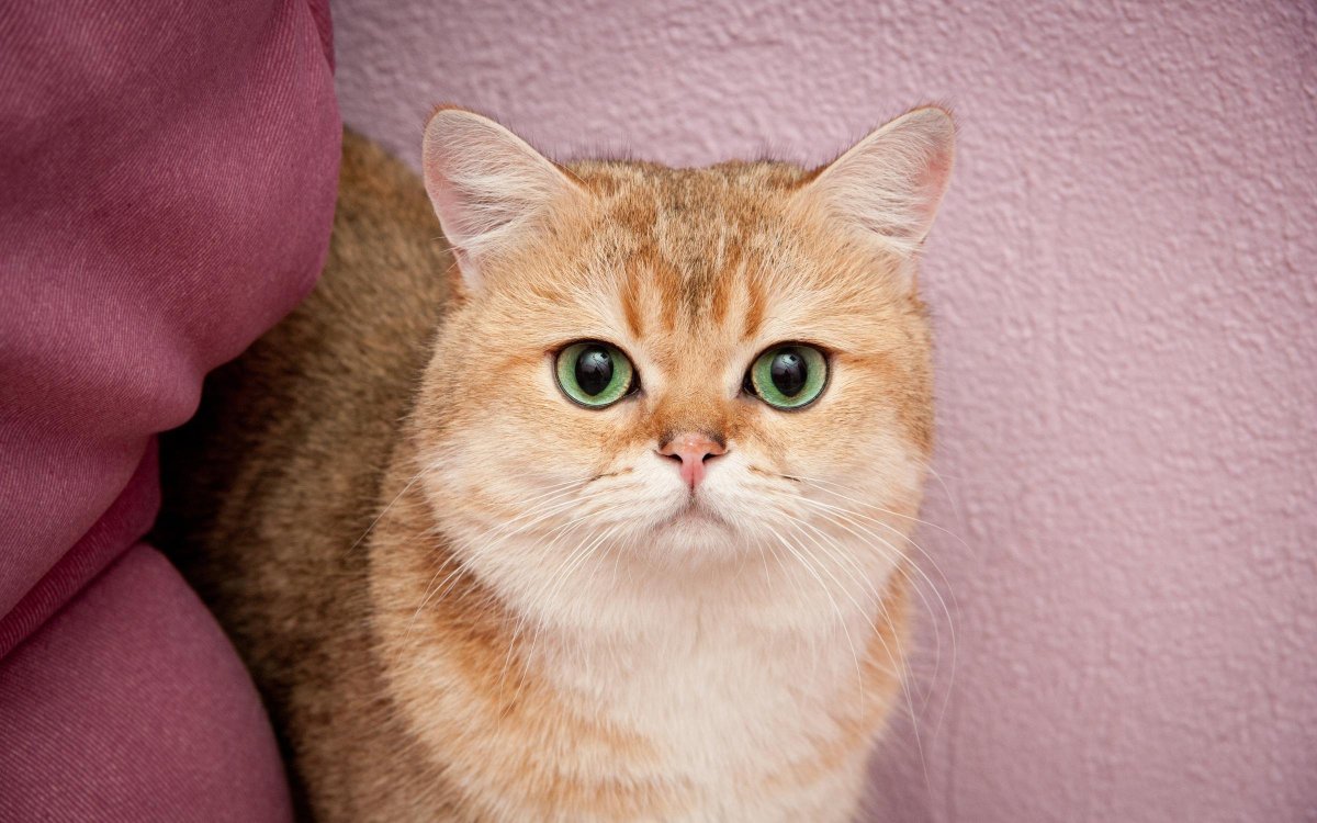 Британская короткошёрстная кошка рыжая