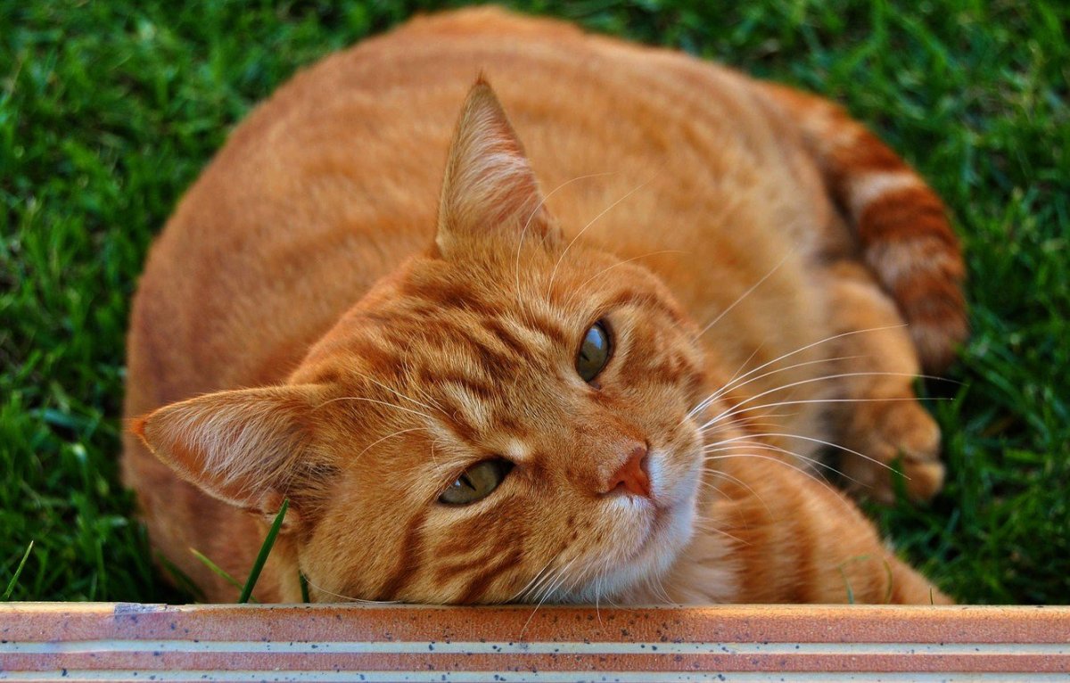 Британская прямоухая кошка рыжая