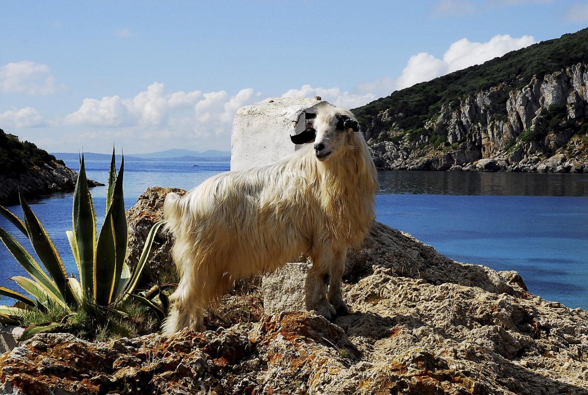 Фауна Италии