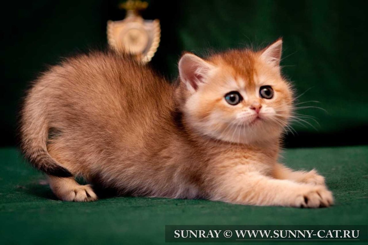 Британец рыжий