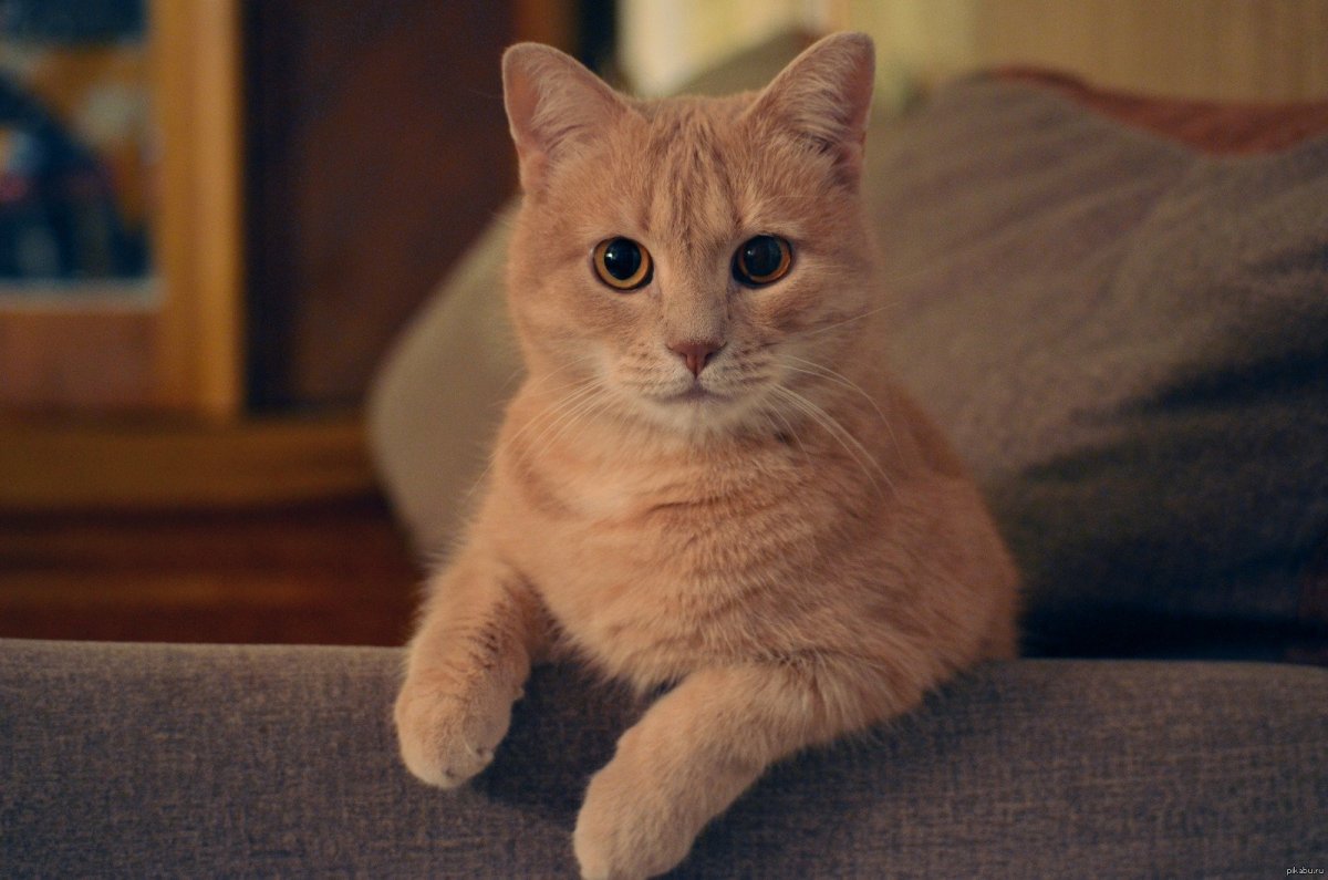 Оранжевый кот