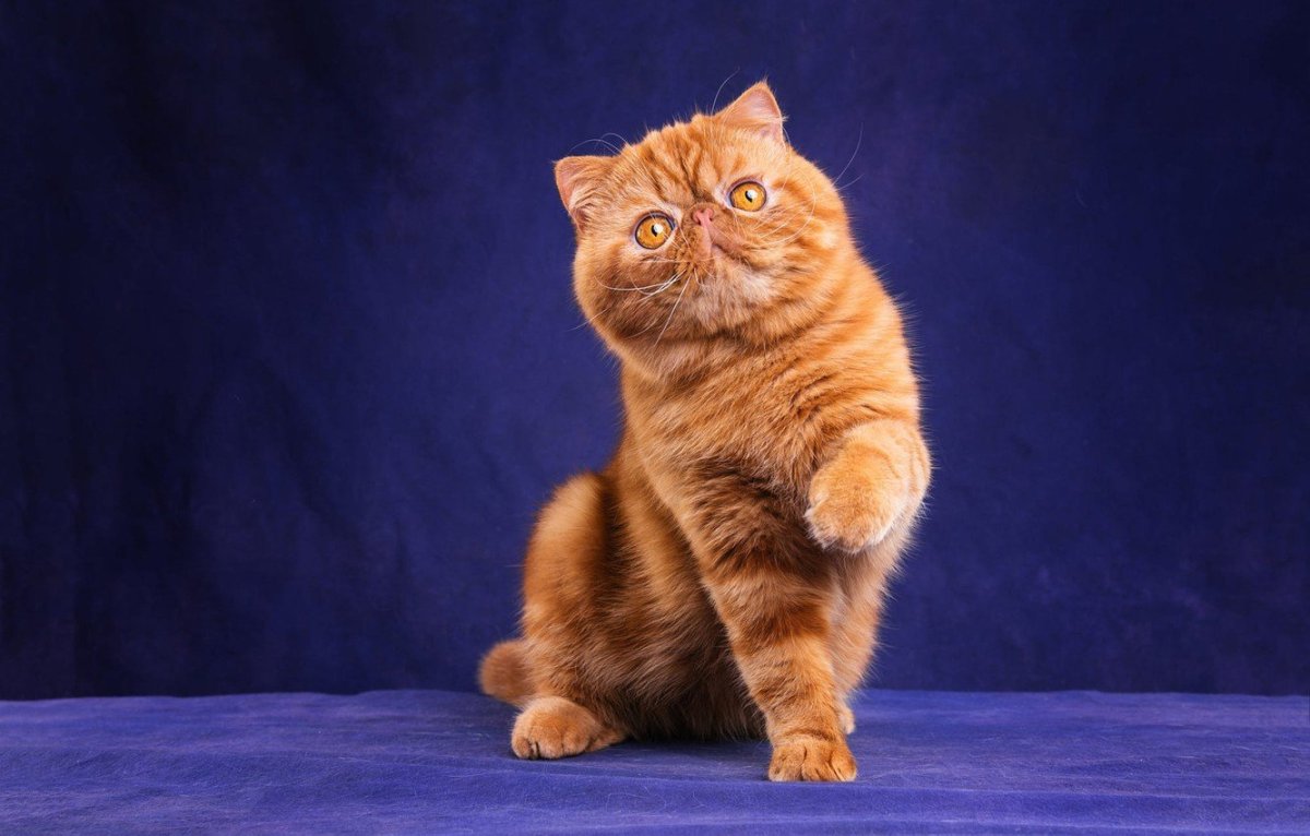 Скоттиш страйт рыжий