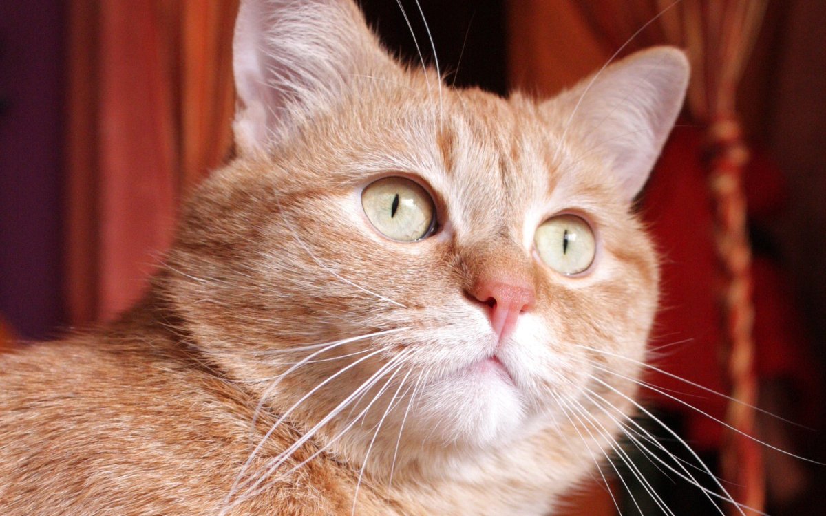 Рыжий британский кот