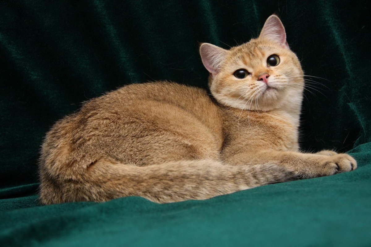 Красно рыжий кот