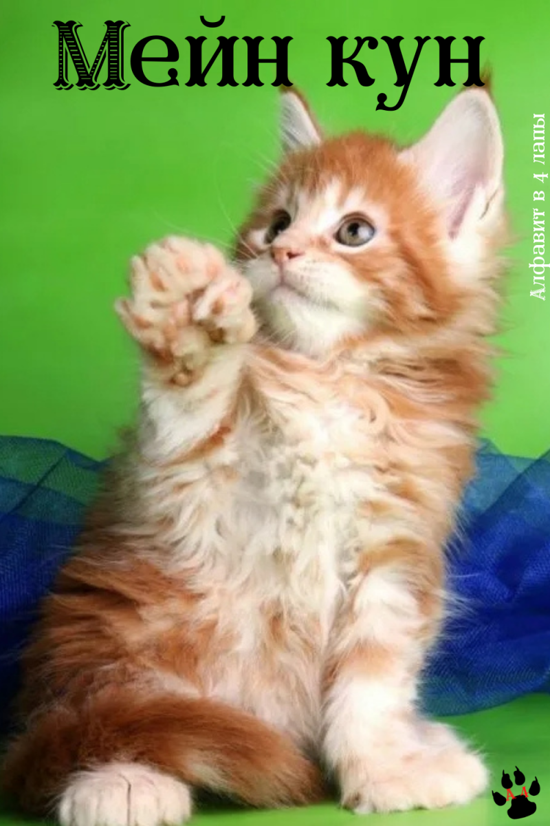 Коты Мейн кун