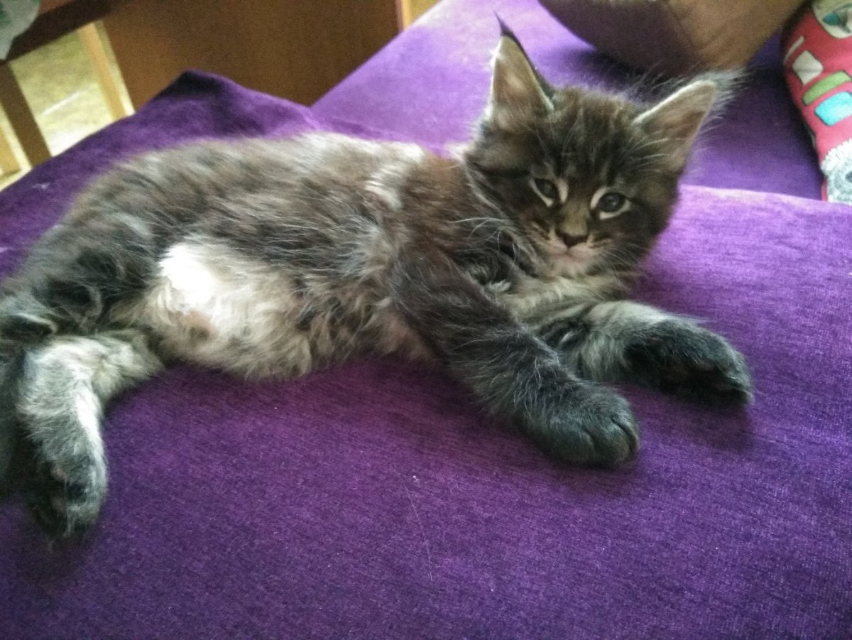 У Мейн куна 6 пальцев