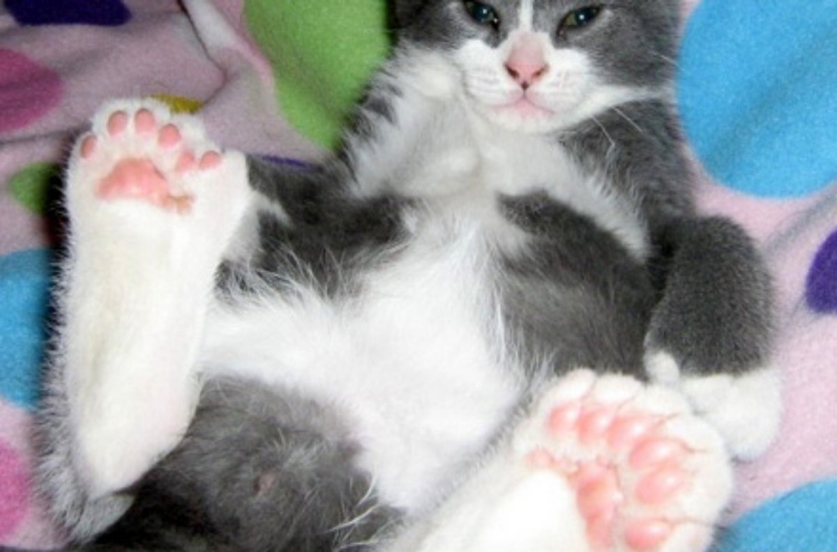 Шестипалые кошки