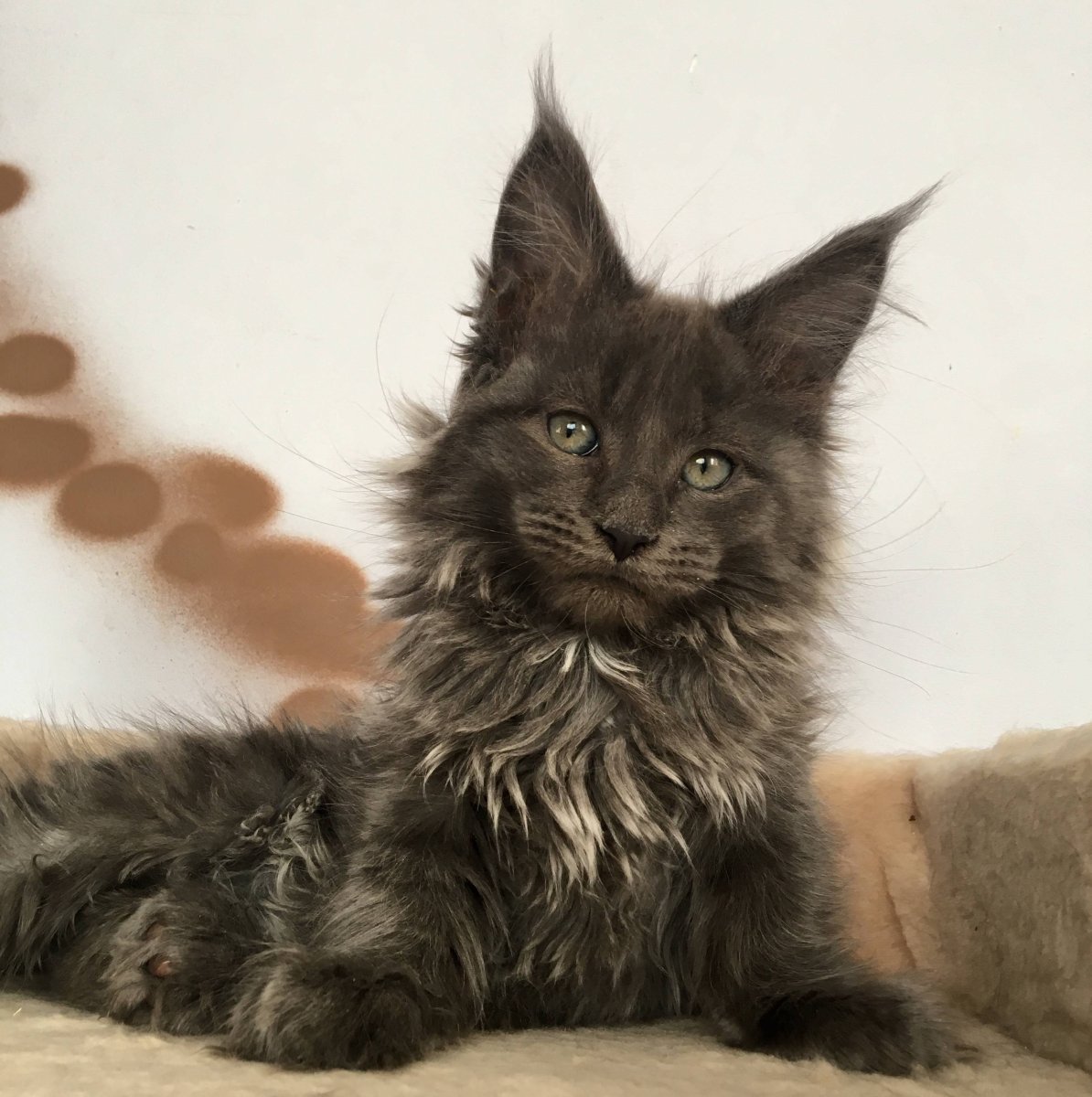 Мейн кун полидакт