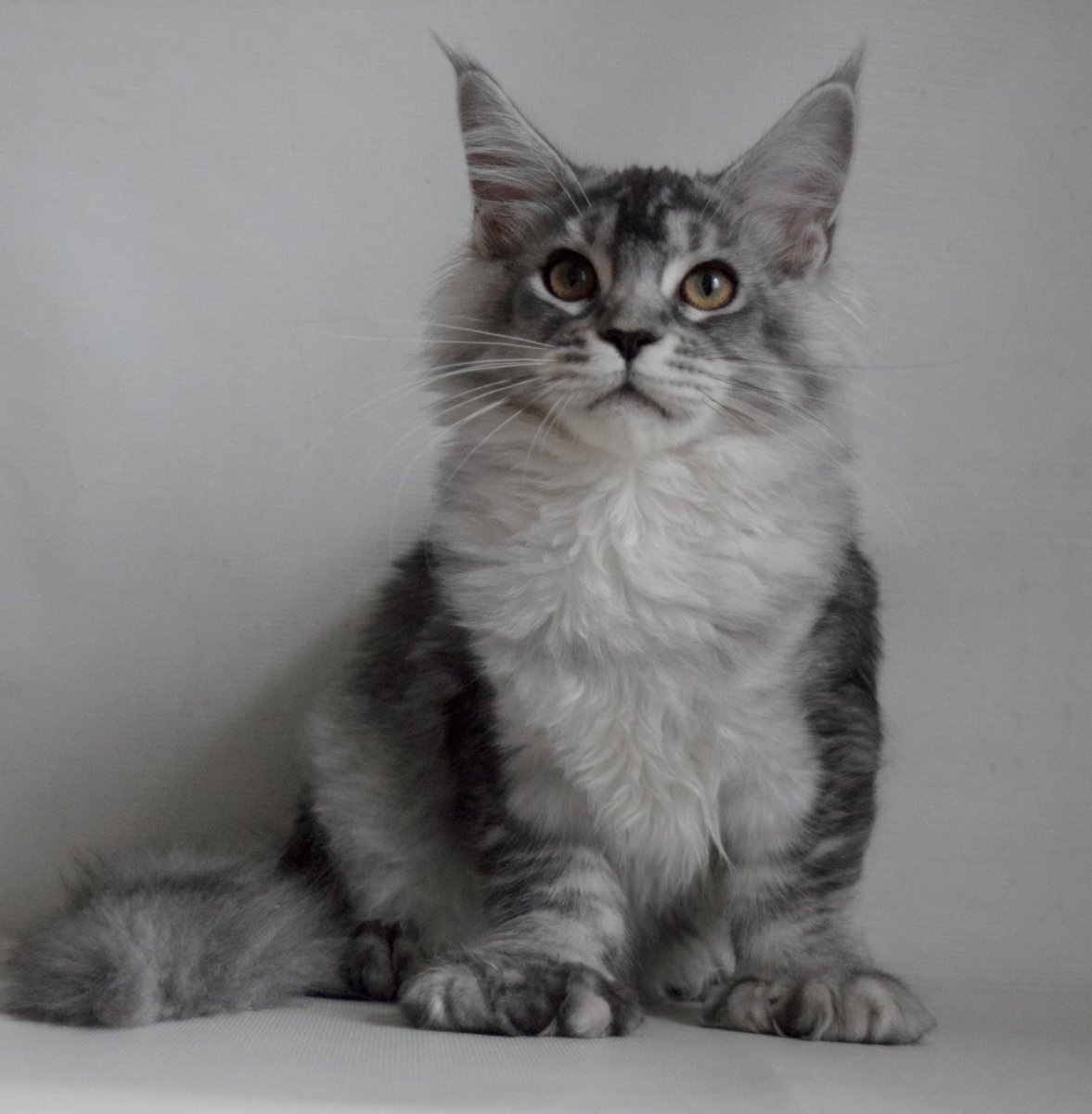 Руфизм у Мейн кунов