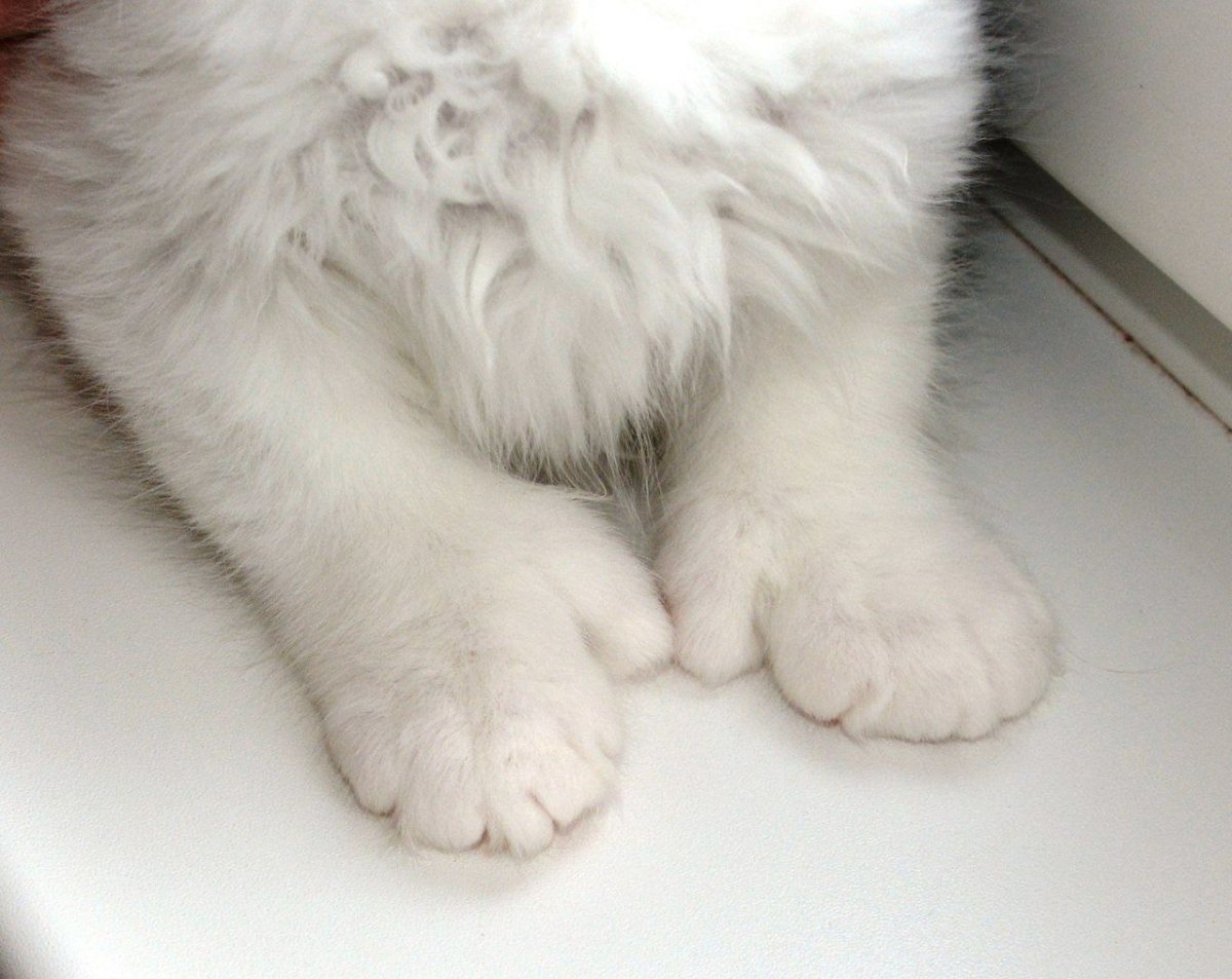 Полидактилия у Мейн кунов