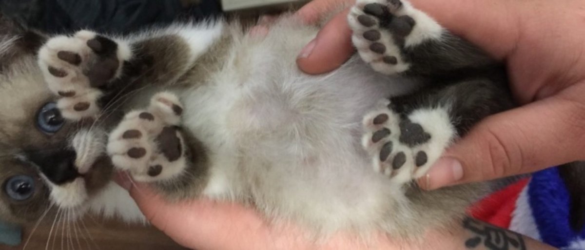 Мейн кун полидакт