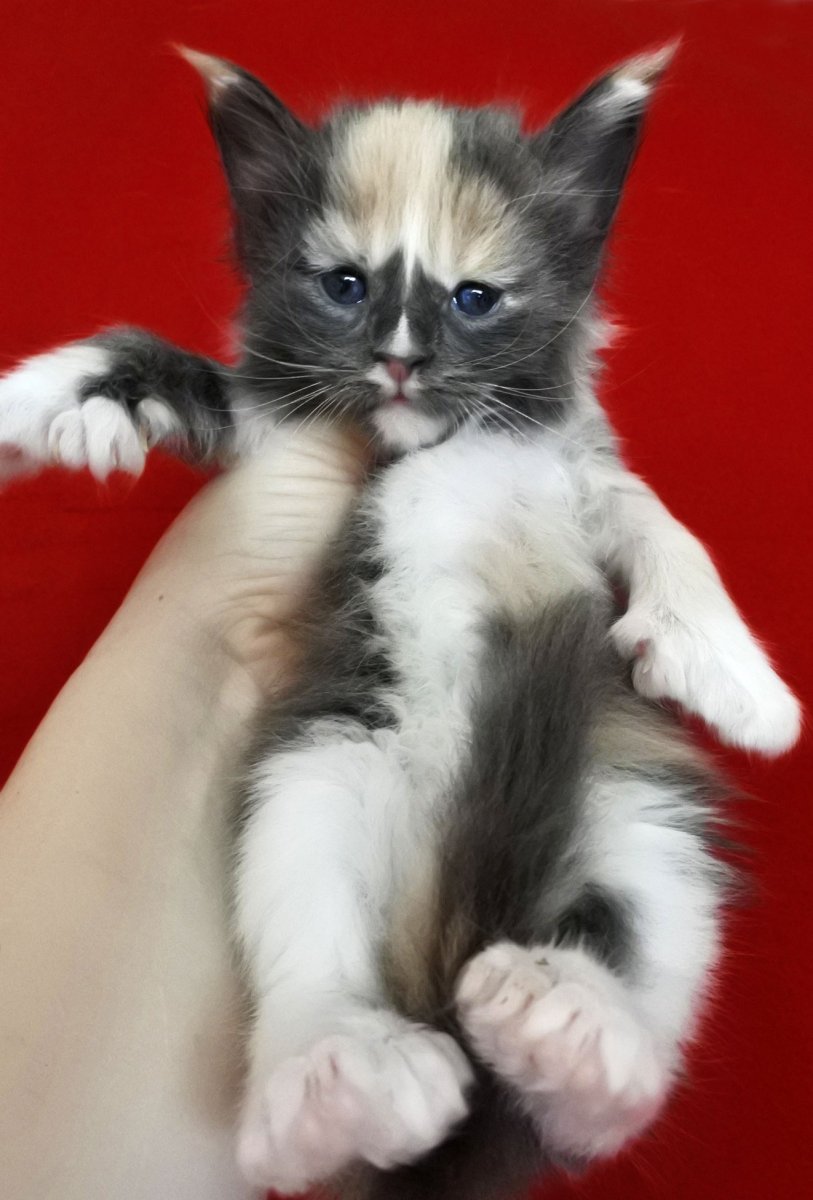 Лапы полидакты