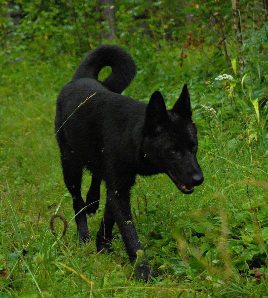 Русско-европейская лайка снег