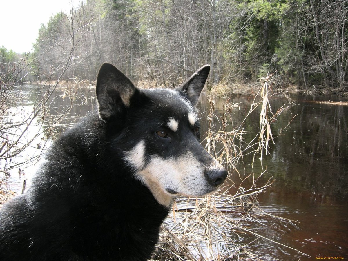 Русско-европейская лайка