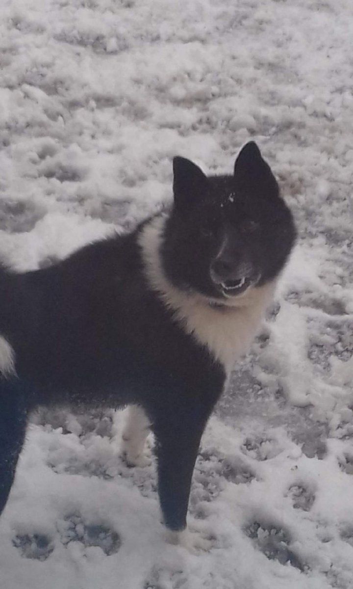 Западносибирская лайка черная