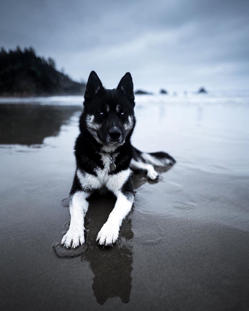 Хаски силуэт