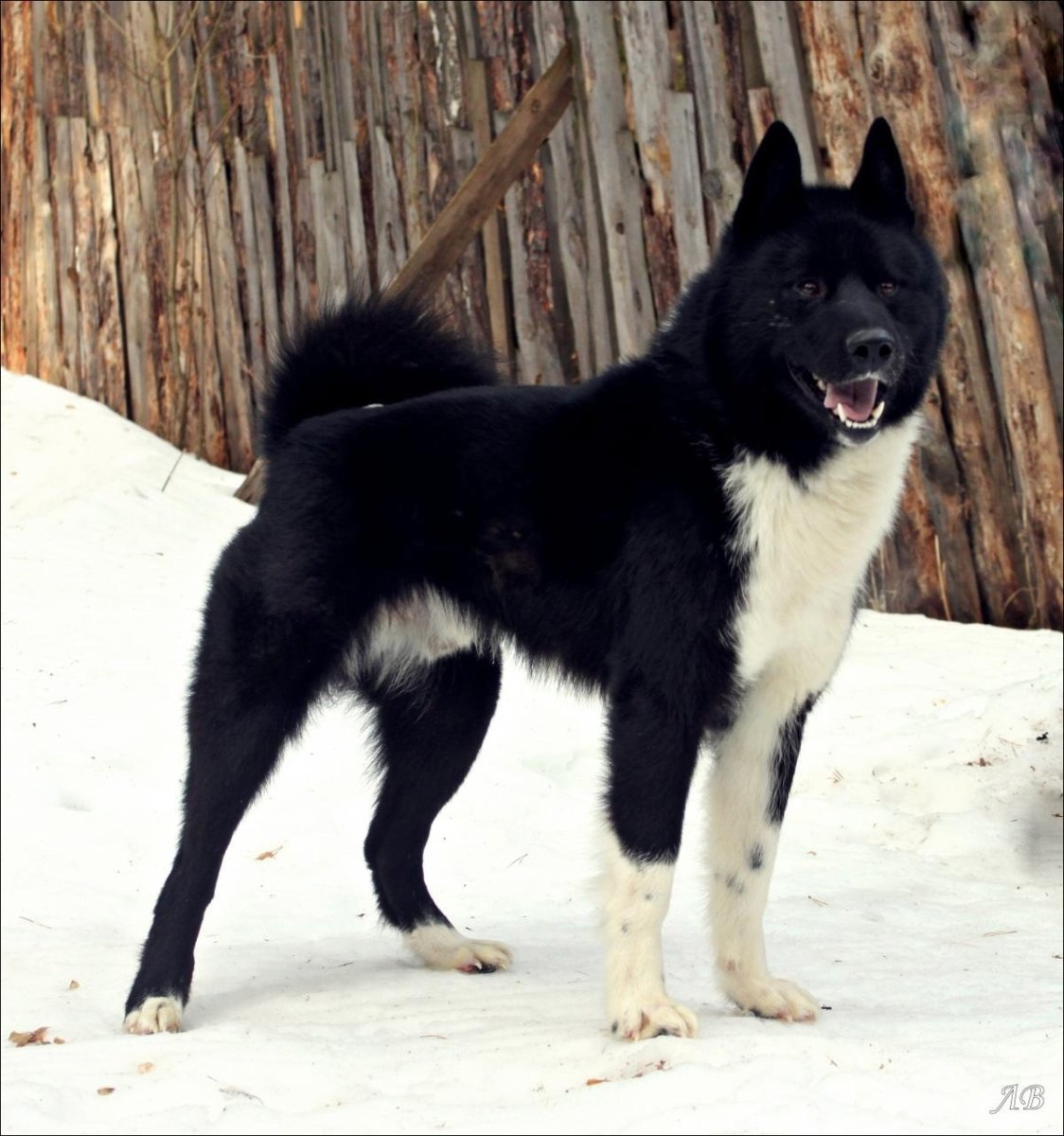 Русско Сибирская лайка