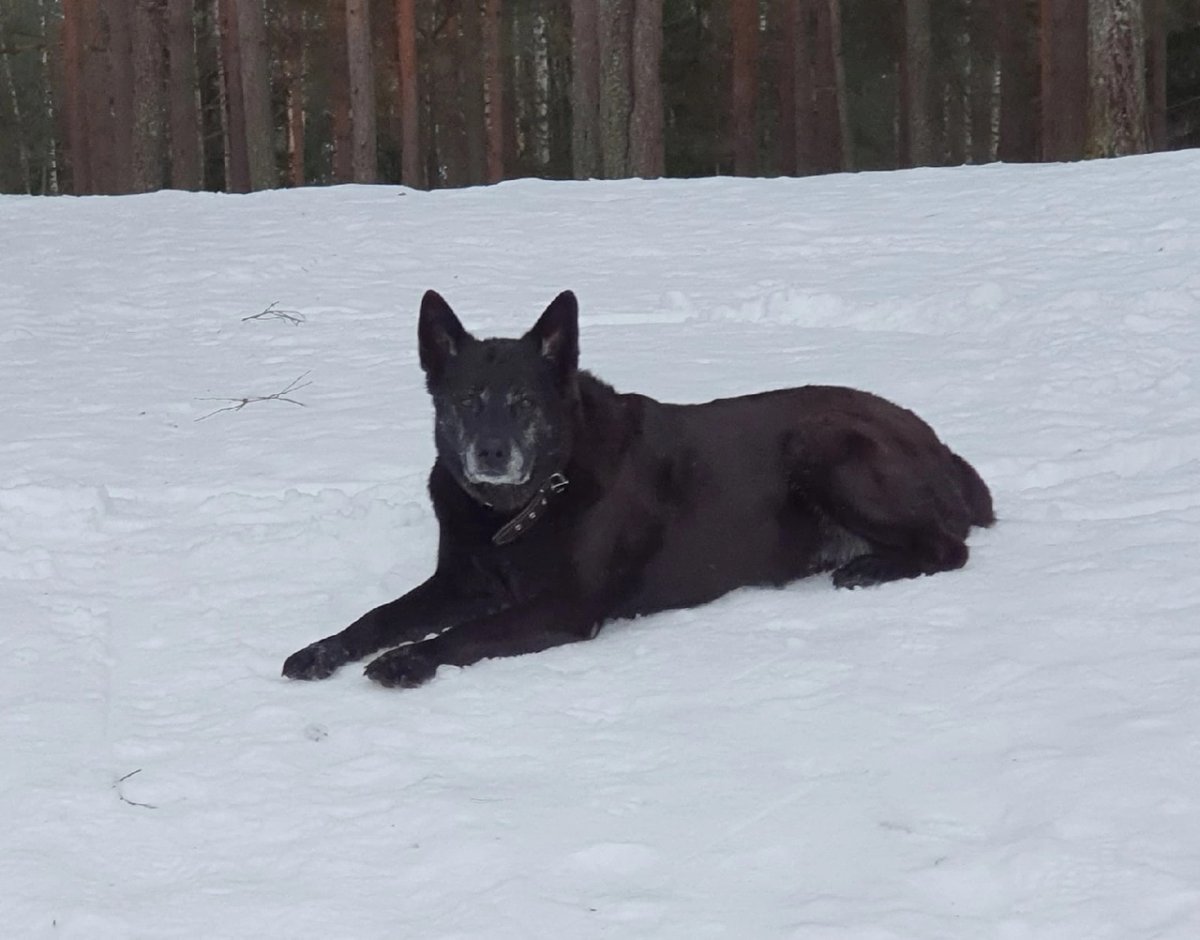 Вольфхунд черный