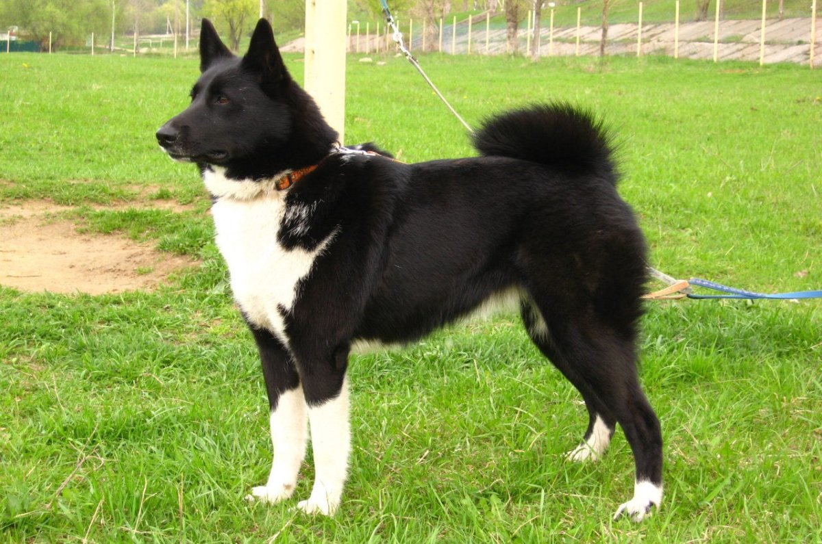 Русско-европейская лайка