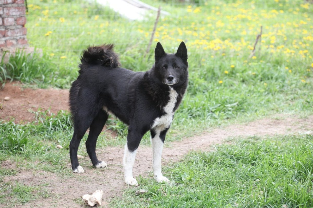 Западносибирская лайка черная
