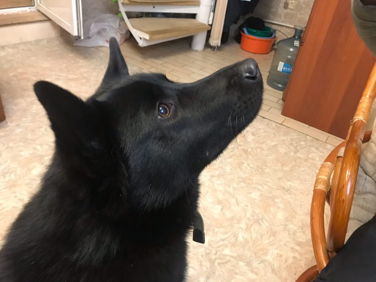 Восточно-европейская лайка