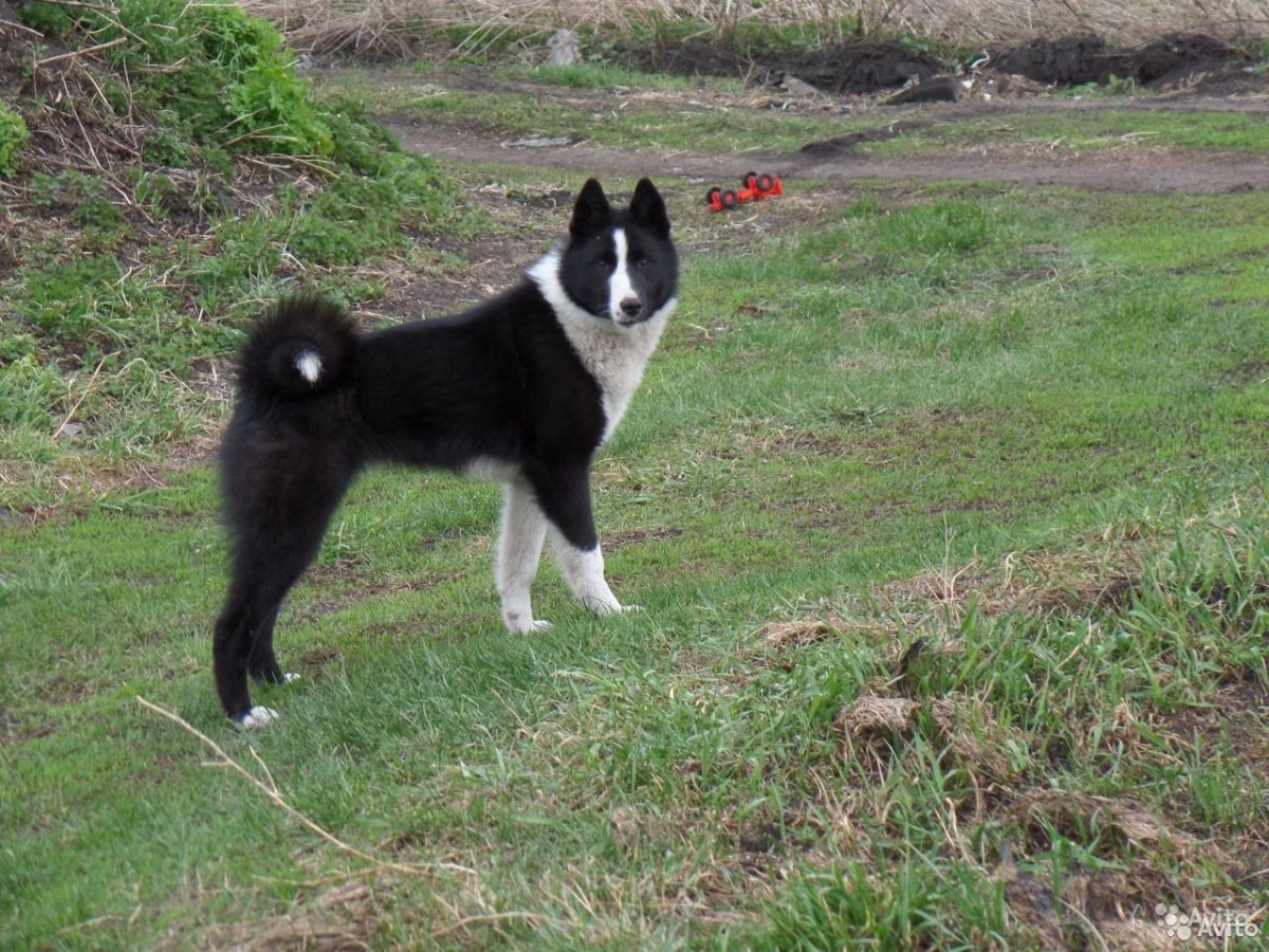Восточно-европейская лайка