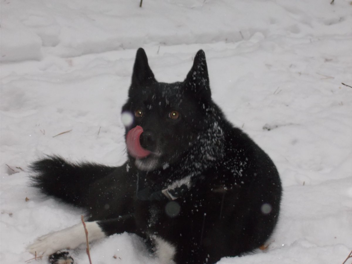 Русская европейская лайка помесь
