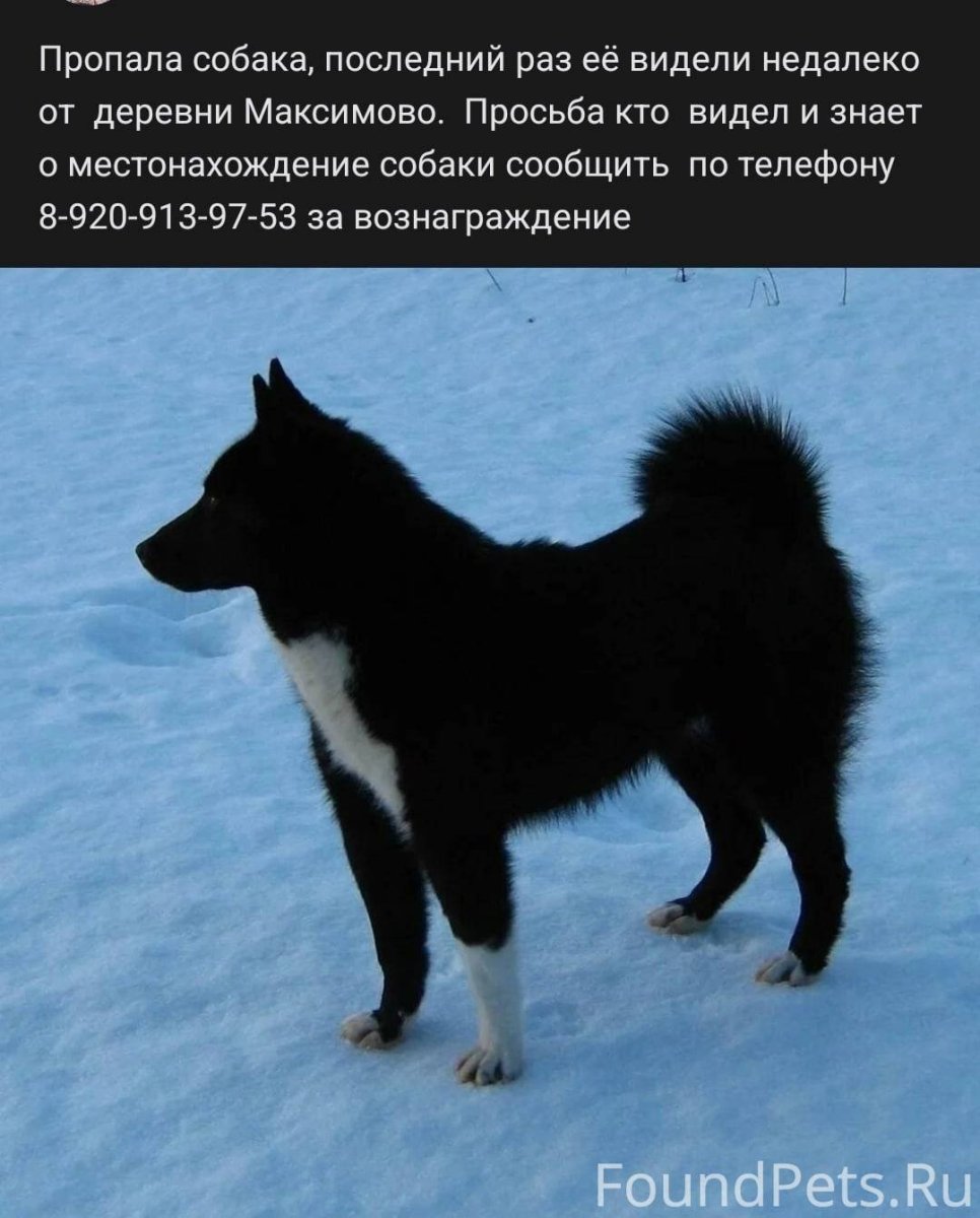 Якутская лайка черная