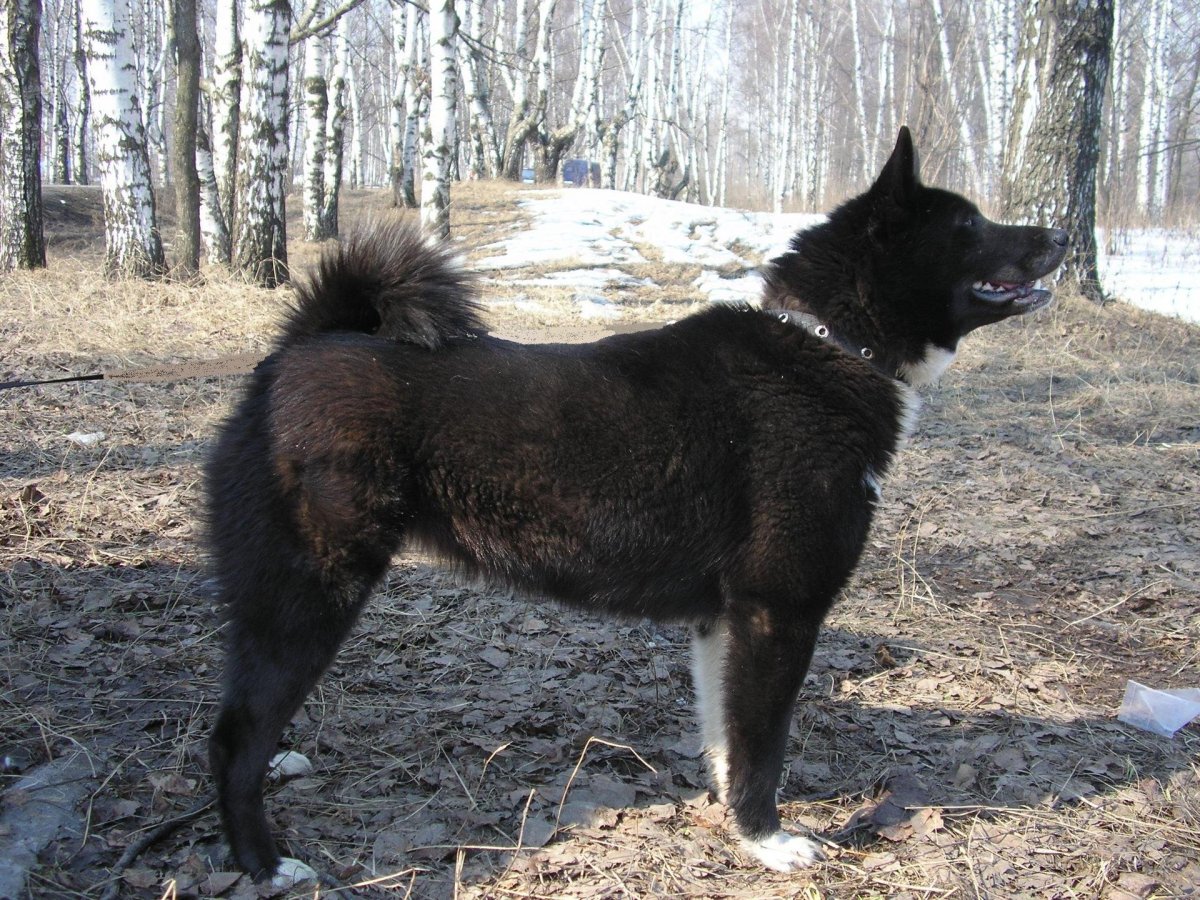 Шведские зверовые собаки