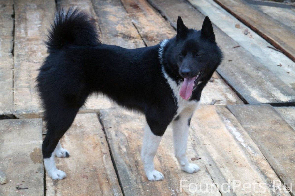 Волкособ хаски черный