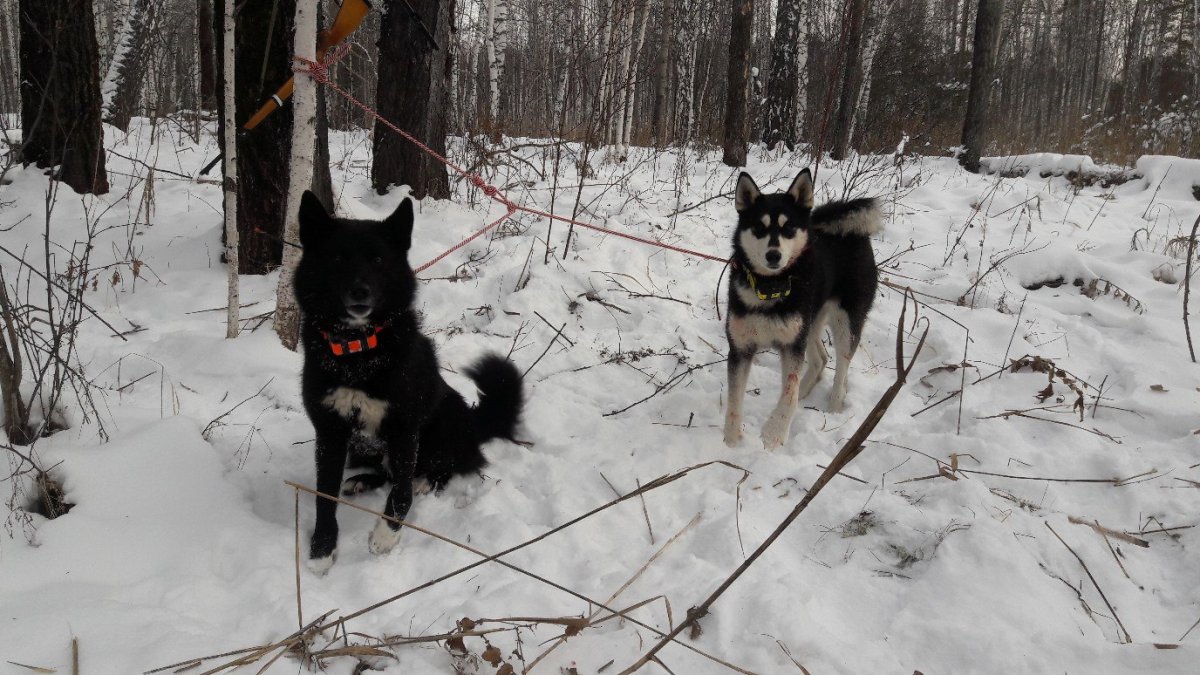 Собака лайка вектор силуэт