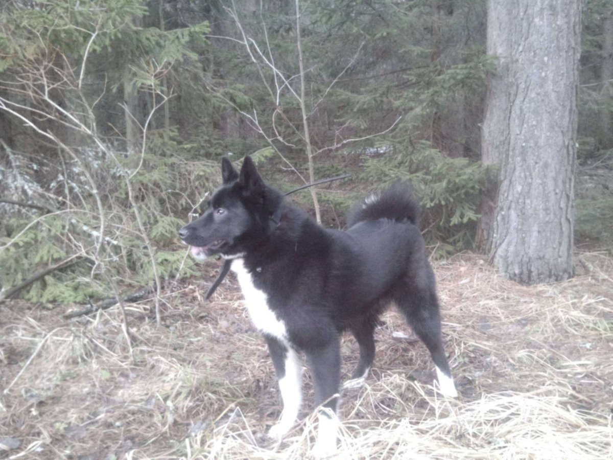 Русско-европейская лайка