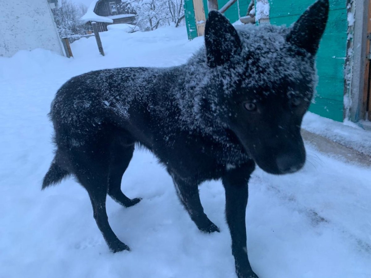 Метис лайки и черной с белой грудкой
